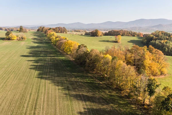 Herbstwiese und Wald — Stockfoto