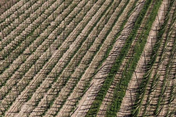 Vista aérea dos campos de colheita de lúpulo — Fotografia de Stock