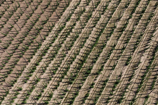 Aerial view of the hop harvest fields — Stock Photo, Image