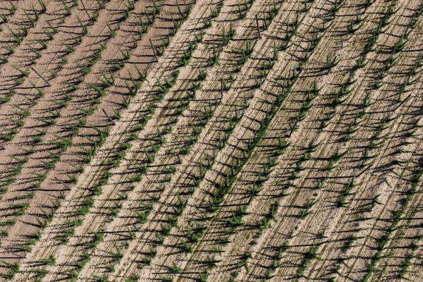 Vista aérea de los campos de cosecha de lúpulo — Foto de Stock