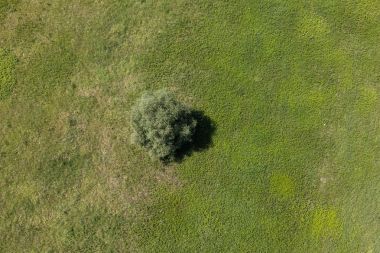 Yeşil hasat alanları