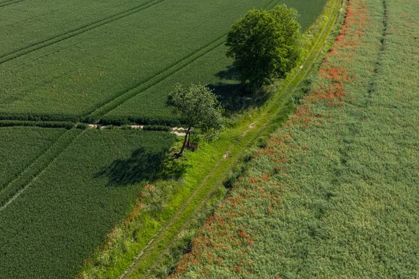 Campos de colheita verde — Fotografia de Stock