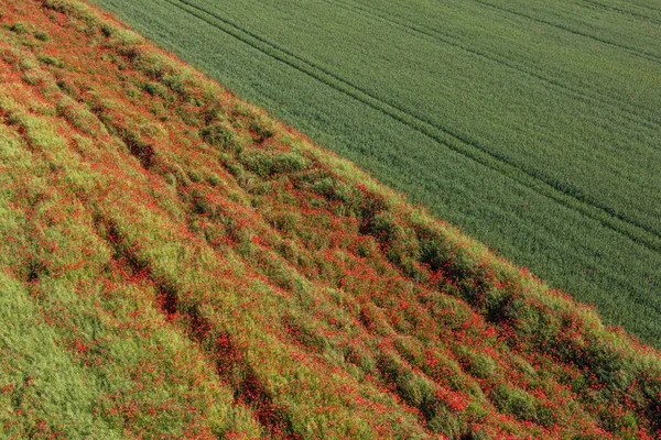 Green harvest fields