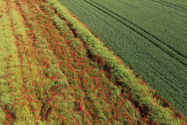 Green harvest fields