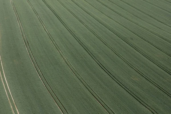 Pól zielony żniwa — Zdjęcie stockowe