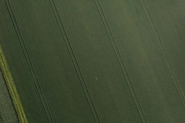 Πράσινο τρύγο πεδία — Φωτογραφία Αρχείου