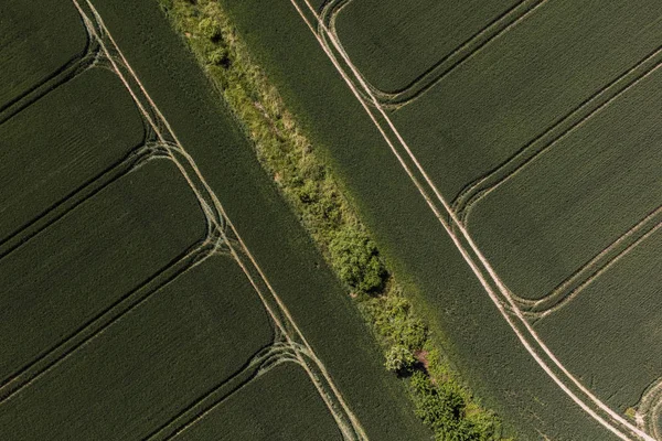 Grön skörd fält — Stockfoto