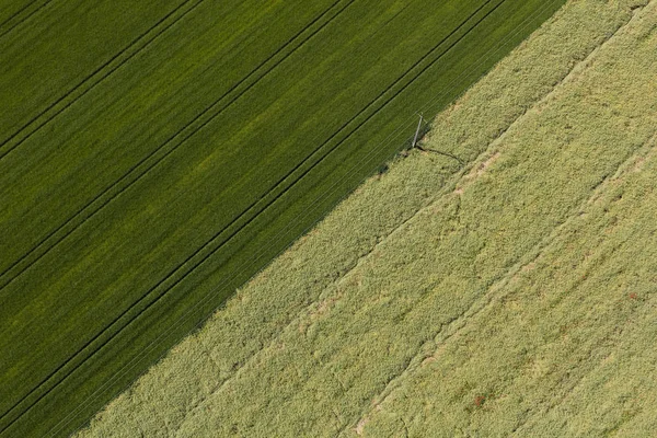 Grön skörd fält — Stockfoto