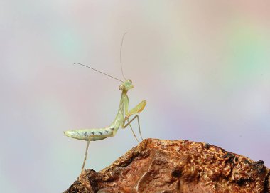 Dua eden peygamber devesi çiçek, izole peygamber devesi üzerinde