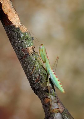 Dua eden peygamber devesi çiçek, izole peygamber devesi üzerinde