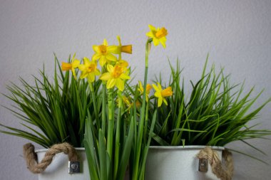 Nergis veya nergis çiçek ışık arka plan üzerinde sarı