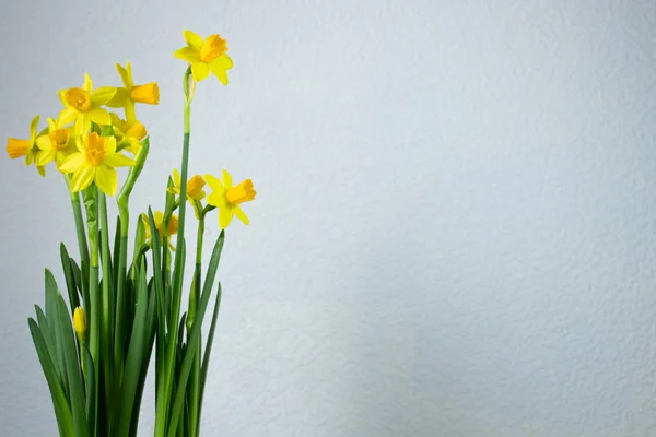 Nergis veya nergis çiçek ışık arka plan üzerinde sarı