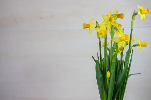 Nergis veya nergis çiçek ışık arka plan üzerinde sarı