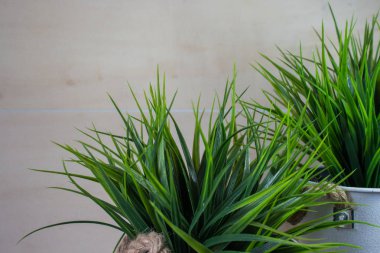 Yeşil çimenlerin üzerinde ahşap arka plan izole uzun bıçaklar.