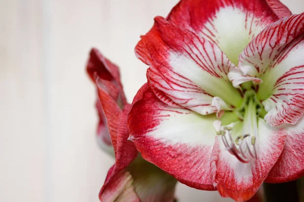 Amaryllis Spartacus Isolated Clipping Path Bright Background — Stock Photo, Image