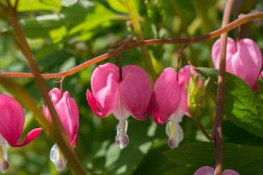 Bahar-Dicentra spectibalis kanama kalp pembe bitki