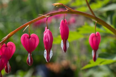 Bahar-Dicentra spectibalis kanama kalp pembe bitki