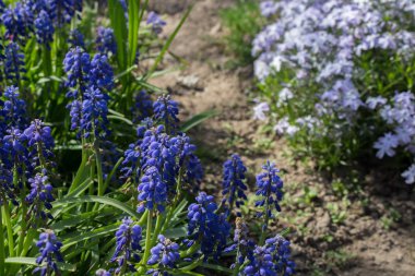 Muscari çiçekler bahar bahçe bulanık yeşil çim zemin üzerine mavi