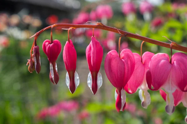 Krvácející Srdce Růžové Závod Spectibalis Jaro Dicentra — Stock fotografie