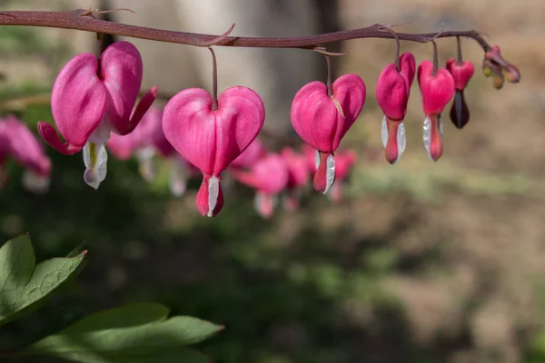 Krvácející Srdce Růžové Závod Spectibalis Jaro Dicentra — Stock fotografie