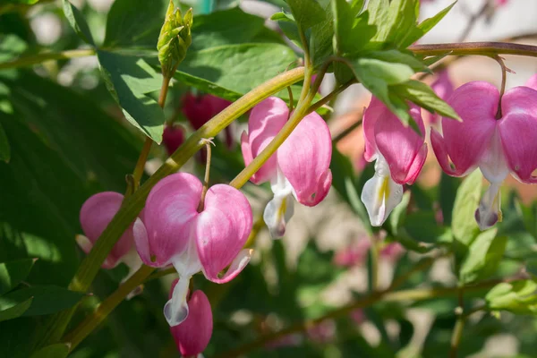 Sangramento Coração Planta Rosa Primavera Dicentra Spectibalis — Fotografia de Stock