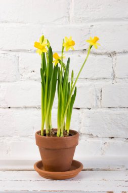 Baharda sarı nergis (Narcissus) çiçeği. Güzel bahar ve Paskalya süsleri.