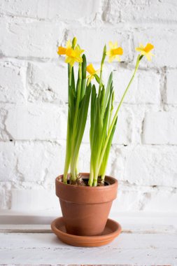 Baharda sarı nergis (Narcissus) çiçeği. Güzel bahar ve Paskalya süsleri.