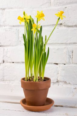 Baharda sarı nergis (Narcissus) çiçeği. Güzel bahar ve Paskalya süsleri.