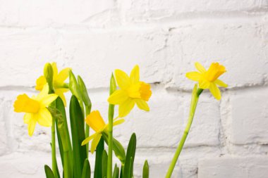 Baharda sarı nergis (Narcissus) çiçeği. Güzel bahar ve Paskalya süsleri.