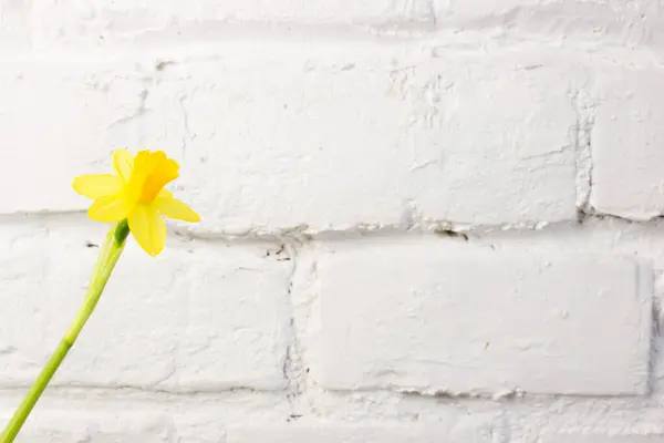 Желтый Цветок Нарцисса Весной Прекрасное Весеннее Время Пасхальное Украшение — стоковое фото