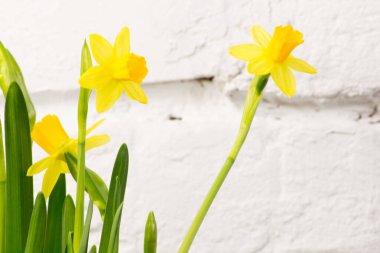 Baharda sarı nergis (Narcissus) çiçeği. Güzel bahar ve Paskalya süsleri.