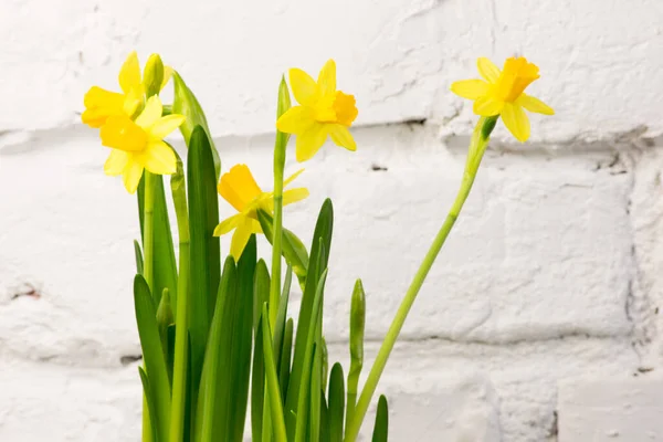 Baharda sarı nergis (Narcissus) çiçeği. Güzel bahar ve Paskalya süsleri.