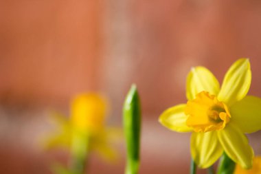 Baharda sarı nergis (Narcissus) çiçeği. Güzel bahar ve Paskalya süsleri.