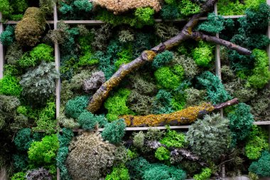 Cladonia Rangiferina yosun geçmişi. Yeşil sabitlenmiş yosun, liken. Ren geyiği yosunu duvarı, ren geyiği yosunundan yapılmış yeşil bir duvar süsü..