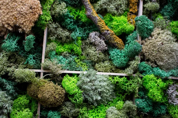 Cladonia Rangiferina yosun geçmişi. Yeşil sabitlenmiş yosun, liken. Ren geyiği yosunu duvarı, ren geyiği yosunundan yapılmış yeşil bir duvar süsü..