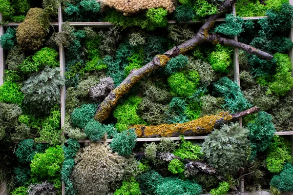 Cladonia Rangiferina yosun geçmişi. Yeşil sabitlenmiş yosun, liken. Ren geyiği yosunu duvarı, ren geyiği yosunundan yapılmış yeşil bir duvar süsü..