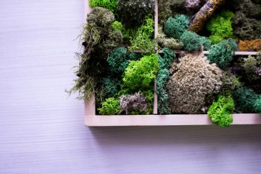 Cladonia Rangiferina yosun geçmişi. Yeşil sabitlenmiş yosun, liken. Ren geyiği yosunu duvarı, ren geyiği yosunundan yapılmış yeşil bir duvar süsü..