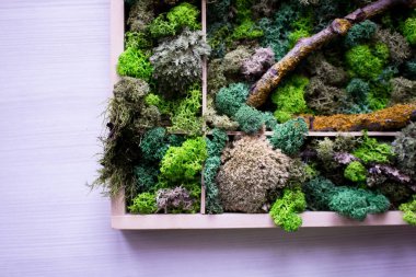 Cladonia Rangiferina yosun geçmişi. Yeşil sabitlenmiş yosun, liken. Ren geyiği yosunu duvarı, ren geyiği yosunundan yapılmış yeşil bir duvar süsü..