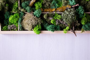 Cladonia Rangiferina yosun geçmişi. Yeşil sabitlenmiş yosun, liken. Ren geyiği yosunu duvarı, ren geyiği yosunundan yapılmış yeşil bir duvar süsü..