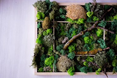 Cladonia Rangiferina yosun geçmişi. Yeşil sabitlenmiş yosun, liken. Ren geyiği yosunu duvarı, ren geyiği yosunundan yapılmış yeşil bir duvar süsü..