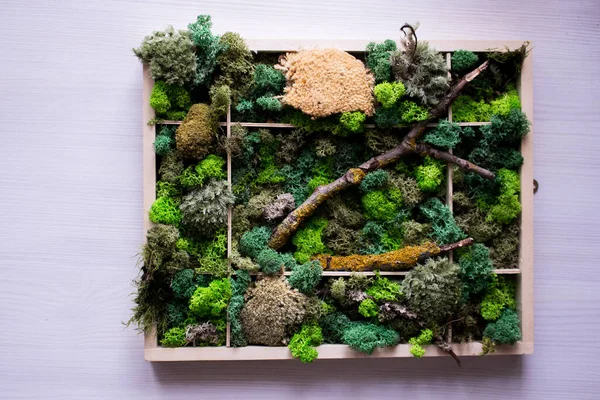 Cladonia Rangiferina yosun geçmişi. Yeşil sabitlenmiş yosun, liken. Ren geyiği yosunu duvarı, ren geyiği yosunundan yapılmış yeşil bir duvar süsü..