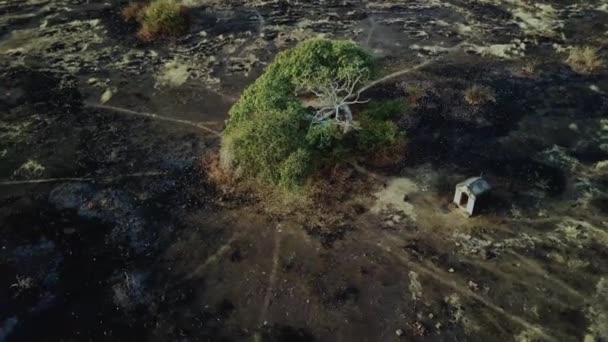 Voo Drone Torno Uma Mangueira Solitária Centro Campo Queimado Amanhecer — Vídeo de Stock