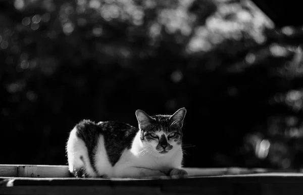 Chat noir et blanc — Photo