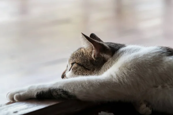 Schwarz-weiße Katze auf fauler Haut — Stockfoto