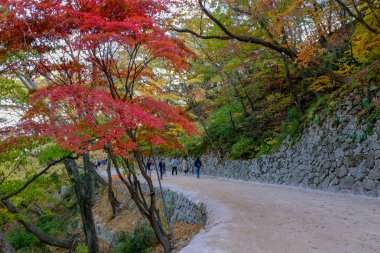 Seokguram Grotto renkli yolu