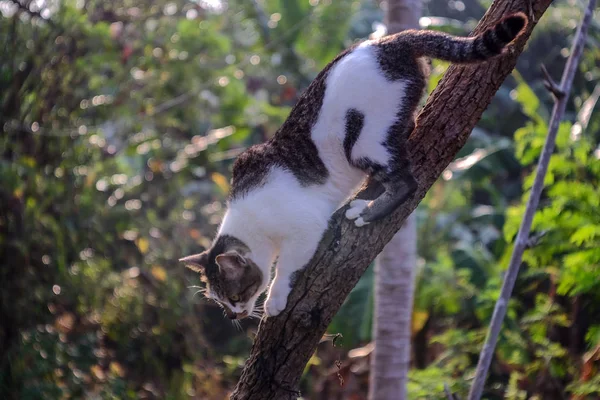 Schwarz-weiße Katze klettert auf den Baum — Stockfoto