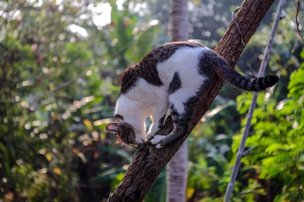 Schwarz-weiße Katze klettert auf den Baum — Stockfoto