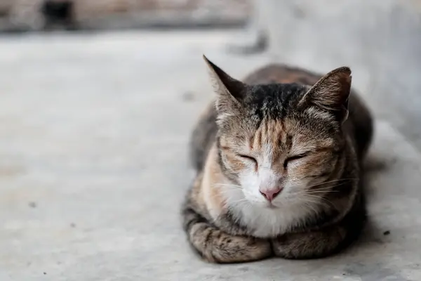 Bir aile içi catlaying ve uyku