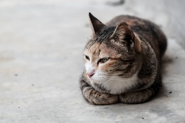 A domestic cat sunbathing — Stock Photo, Image