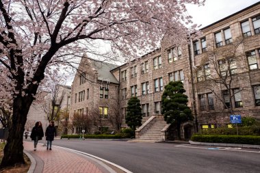 Seul, Güney Kore - 10 Nisan 2019: 10 Nisan 2019 'da Seul' deki Ewha Womans Üniversitesi 'nde güzel kiraz çiçekleri arasında yürüyen öğrenciler.